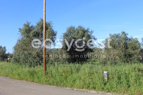 Helårsgrund i Asseiceira, Santarem, Asseiceira - € 25.000 | Ref: TM92042 - foto 2