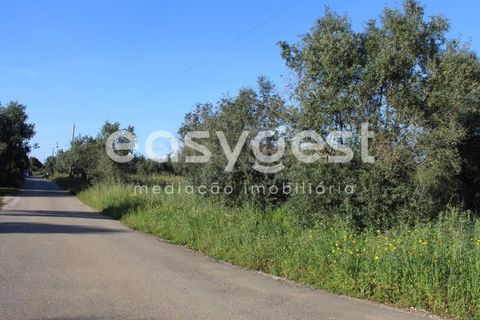 Helårsgrund i Asseiceira, Santarem, Asseiceira - € 25.000 | Ref: TM92042 - foto 4