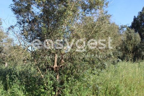 Helårsgrund i Asseiceira, Santarem, Asseiceira - € 25.000 | Ref: TM92042 - foto 5