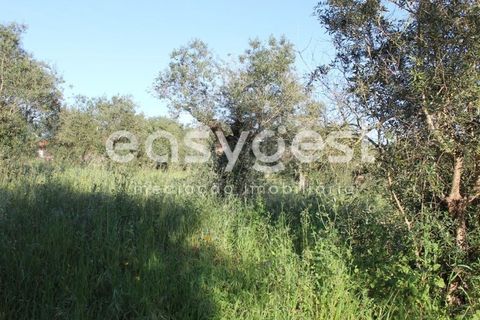 Helårsgrund i Asseiceira, Santarem, Asseiceira - € 25.000 | Ref: TM92042 - foto 6