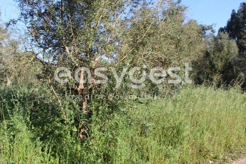 Helårsgrund i Asseiceira, Santarem, Asseiceira - € 25.000 | Ref: TM92042 - foto 8