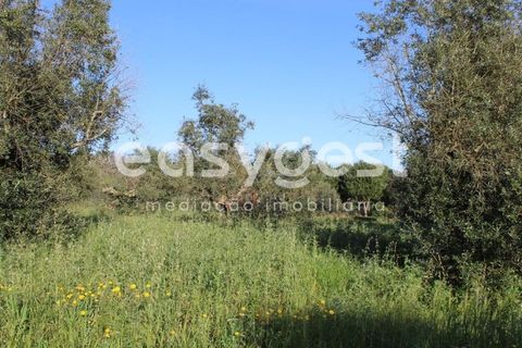 Helårsgrund i Asseiceira, Santarem, Asseiceira - € 25.000 | Ref: TM92042 - foto 11