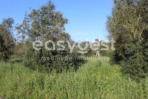 Helårsgrund i Asseiceira, Santarem, Asseiceira - € 25.000 | Ref: TM92042 - foto 13