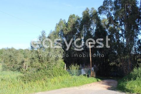 Helårsgrund i Asseiceira, Santarem, Asseiceira - € 25.000 | Ref: TM92042 - foto 16