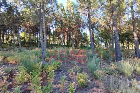 Tomt i Aguiar da Beira, Guarda, Aguiar da Beira - € 45 000 | Ref: 179/ 2024 - foto 5