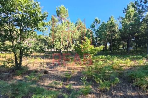Tomt i Aguiar da Beira, Guarda, Aguiar da Beira - € 45 000 | Ref: 179/ 2024 - foto 6