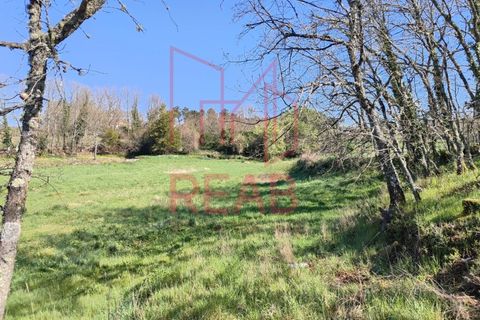 Tomt i Aguiar da Beira, Guarda, Aguiar da Beira - € 45 000 | Ref: 215/ 2025 - foto 2