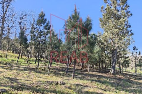Tomt i Aguiar da Beira, Guarda, Aguiar da Beira - € 45 000 | Ref: 215/ 2025 - foto 7