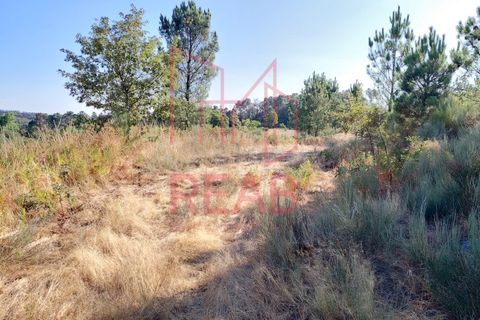Terra a Quintela, Viseu, Quintela - € 60.000 | Ref: 236B/ 2025 - foto 3