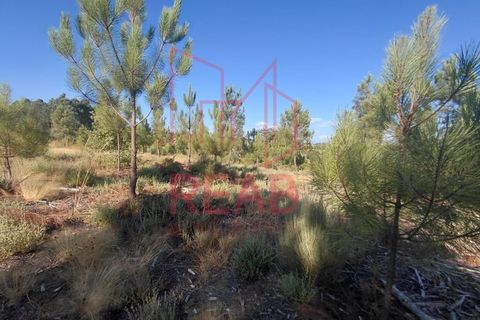 Terra a Quintela, Viseu, Quintela - € 60.000 | Ref: 236B/ 2025 - foto 4