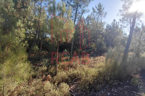 Terra a Quintela, Viseu, Quintela - € 60.000 | Ref: 236B/ 2025 - foto 5
