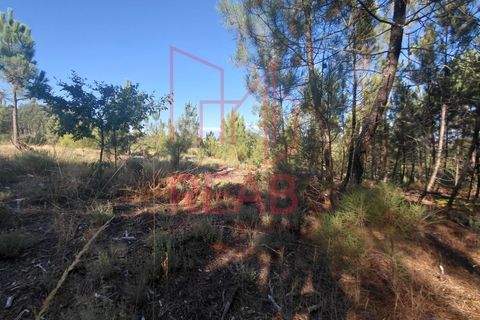 Terra a Quintela, Viseu, Quintela - € 60.000 | Ref: 236B/ 2025 - foto 6