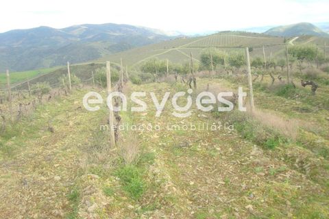 Terra a Castelo Melhor, Guarda, Castelo Melhor - € 1.700.000 | Ref: BG73322TM - foto 4