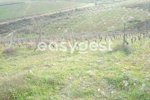 Terra a Castelo Melhor, Guarda, Castelo Melhor - € 1.700.000 | Ref: BG73322TM - foto 5