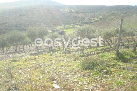 Terra a Castelo Melhor, Guarda, Castelo Melhor - € 1.700.000 | Ref: BG73322TM - foto 9