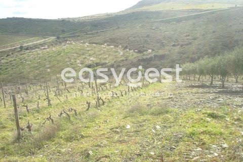 Terra a Castelo Melhor, Guarda, Castelo Melhor - € 1.700.000 | Ref: BG73322TM - foto 10