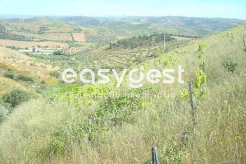 Helårsgrund i Longroiva, Guarda, Longroiva - € 23.000 | Ref: BG73269TM - foto 6