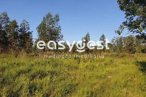 Terra a Soure, Coimbra, Soure - € 335.000 | Ref: RR73097 - foto 2