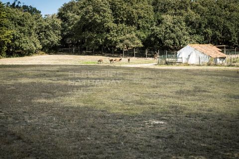 Farm i Obidos, Leiria, Obidos - € 4.500.000 | Ref: MAS_1023 - foto 14