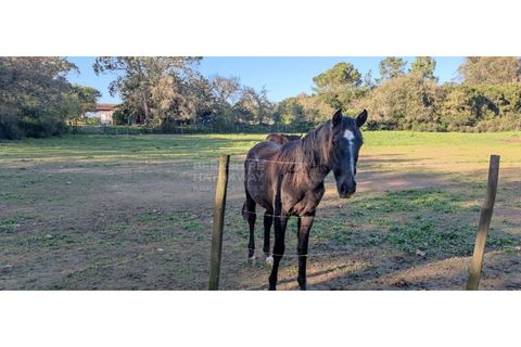 Farm i Obidos, Leiria, Obidos - € 4.500.000 | Ref: MAS_1023 - foto 39