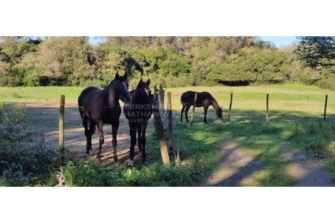 Farm i Obidos, Leiria, Obidos - € 4.500.000 | Ref: MAS_1023 - foto 48