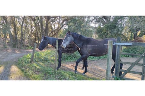 Farm i Obidos, Leiria, Obidos - € 4.500.000 | Ref: MAS_1023 - foto 50
