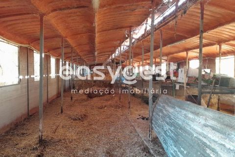 Grond in Beringel, Beja, Beringel - € 88.000 | Ref: BJ89979 - foto 3