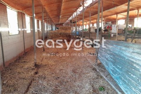 Grond in Beringel, Beja, Beringel - € 88.000 | Ref: BJ89979 - foto 7