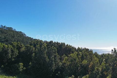 Terra a Sao Mateus, Graciosa, Sao Mateus - € 107.500 | Ref: AZ98381MK - foto 7