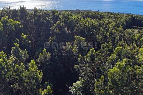 Terra a Sao Mateus, Graciosa, Sao Mateus - € 107.500 | Ref: AZ98381MK - foto 8
