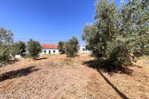 Helårsgrund i Olaia e Paco, Santarem, Olaia e Paco - € 120.000 | Ref: TM93445 - foto 10