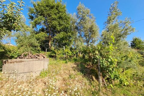 Farm i Dardavaz, Viseu, Dardavaz - € 95.000 | Ref: VS96092 - foto 14