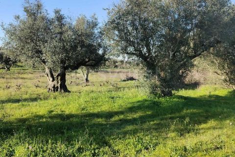 Grond in Cuba, Beja, Cuba - € 7.250 | Ref: BJ96676 - foto 1