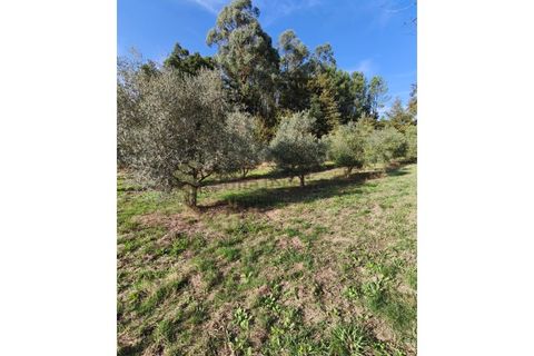 Terra em Regadas, Braga, Regadas - € 48.500 | Ref: TER_426 - foto 1