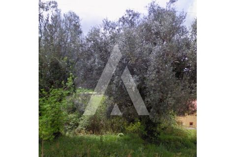 Helårsgrund i Caminha, Viana do Castelo, Caminha - € 70.000 | Ref: 1350194/25VC - foto 7