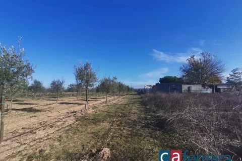 Helårsgrund i Benfica do Ribatejo, Santarem, Benfica do Ribatejo - € 115.000 | Ref: TER3909 - foto 3