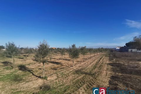 Helårsgrund i Benfica do Ribatejo, Santarem, Benfica do Ribatejo - € 115.000 | Ref: TER3909 - foto 5