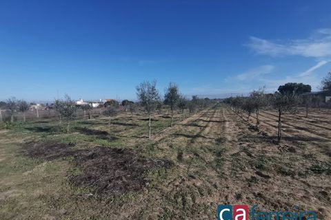 Helårsgrund i Benfica do Ribatejo, Santarem, Benfica do Ribatejo - € 115.000 | Ref: TER3909 - foto 7