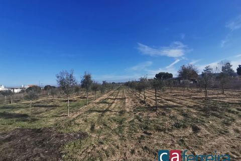 Helårsgrund i Benfica do Ribatejo, Santarem, Benfica do Ribatejo - € 115.000 | Ref: TER3909 - foto 8