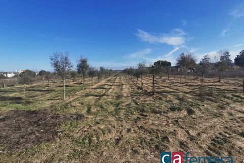 Helårsgrund i Benfica do Ribatejo, Santarem, Benfica do Ribatejo - € 115.000 | Ref: TER3909 - foto 9