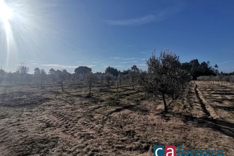 Helårsgrund i Benfica do Ribatejo, Santarem, Benfica do Ribatejo - € 115.000 | Ref: TER3909 - foto 10