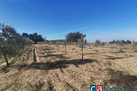 Helårsgrund i Benfica do Ribatejo, Santarem, Benfica do Ribatejo - € 115.000 | Ref: TER3909 - foto 11