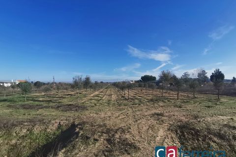 Helårsgrund i Benfica do Ribatejo, Santarem, Benfica do Ribatejo - € 115.000 | Ref: TER3909 - foto 12