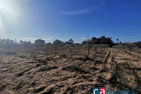 Helårsgrund i Benfica do Ribatejo, Santarem, Benfica do Ribatejo - € 115.000 | Ref: TER3909 - foto 13