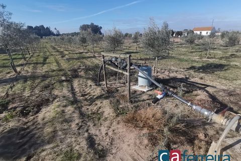 Helårsgrund i Benfica do Ribatejo, Santarem, Benfica do Ribatejo - € 115.000 | Ref: TER3909 - foto 14