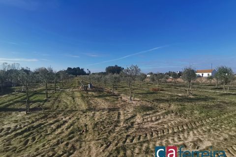 Helårsgrund i Benfica do Ribatejo, Santarem, Benfica do Ribatejo - € 115.000 | Ref: TER3909 - foto 15
