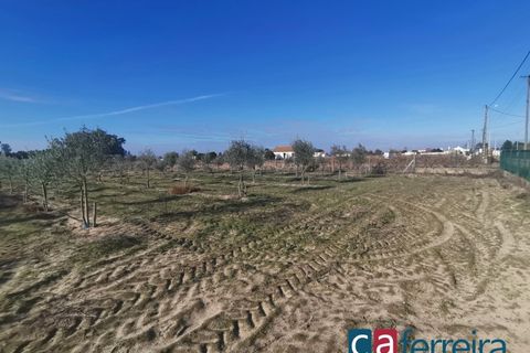 Helårsgrund i Benfica do Ribatejo, Santarem, Benfica do Ribatejo - € 115.000 | Ref: TER3909 - foto 16