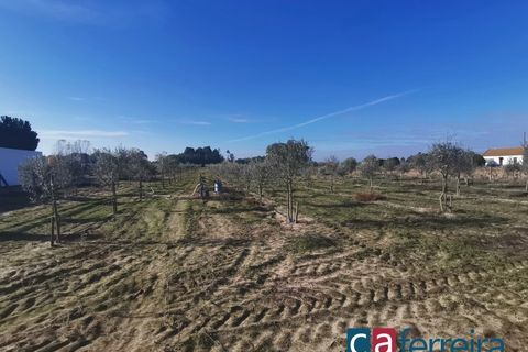 Helårsgrund i Benfica do Ribatejo, Santarem, Benfica do Ribatejo - € 115.000 | Ref: TER3909 - foto 17
