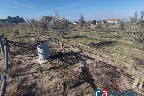 Helårsgrund i Benfica do Ribatejo, Santarem, Benfica do Ribatejo - € 115.000 | Ref: TER3909 - foto 18
