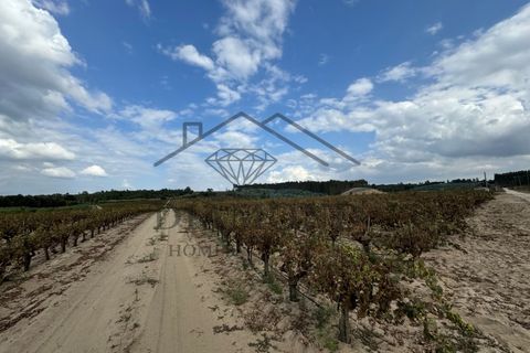 Terreno en Alpiarca, Santarem, Alpiarca - € 75.000 | Ref: DHTR-0007/24 - photo 4